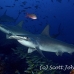 shark_hammerhead_scalloped_mo_ci_h_0227_cos4183.jpg